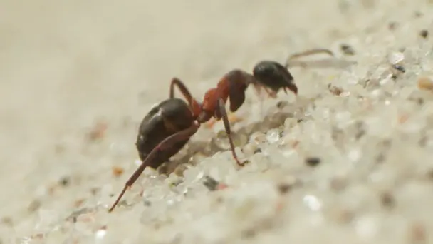 The Sea and the Coastline