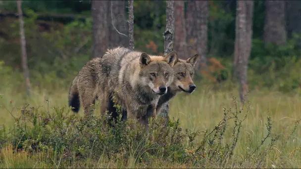 Wolves: Power of the Pack