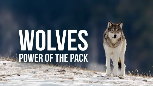 Wolves: Power Of The Pack