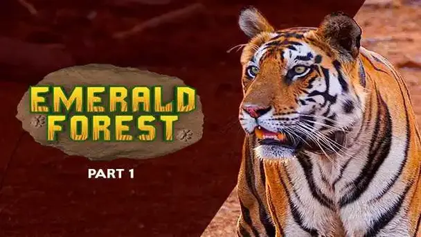 Emerald Forest (Part 1)