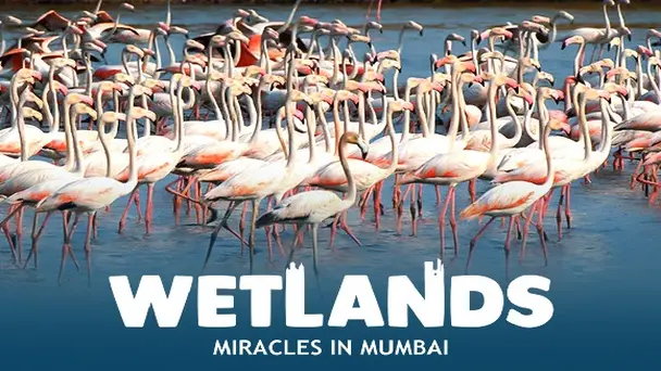 Wetlands