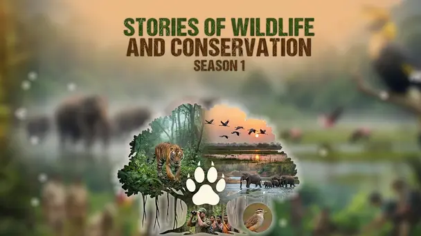 Stories of Wildlife and Conservation - Season 1