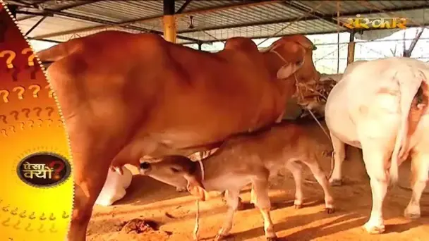 Cow Worship Is Beneficial