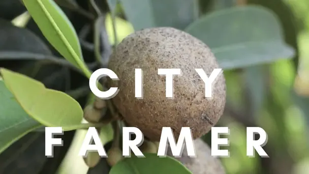City Farmer