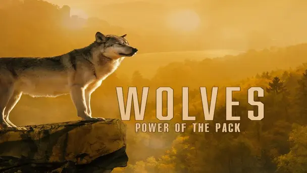 Wolves - Power of the Pack