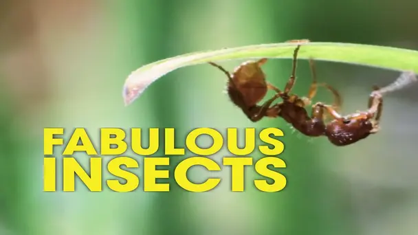 Ants