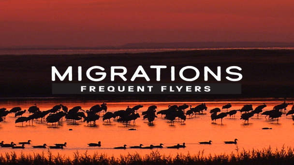 Migrations: Frequent Flyers