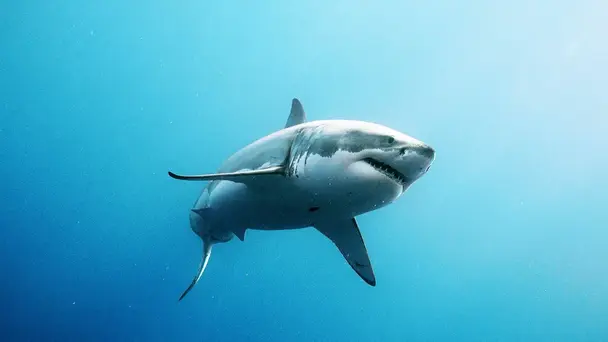 California Great Whites