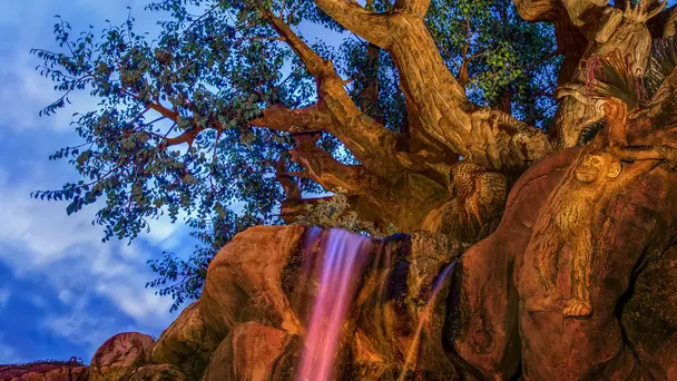 Sunrise at DISNEY'S ANIMAL KINGDOM Park