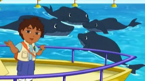 Diego and Baby Humpback to the rescue