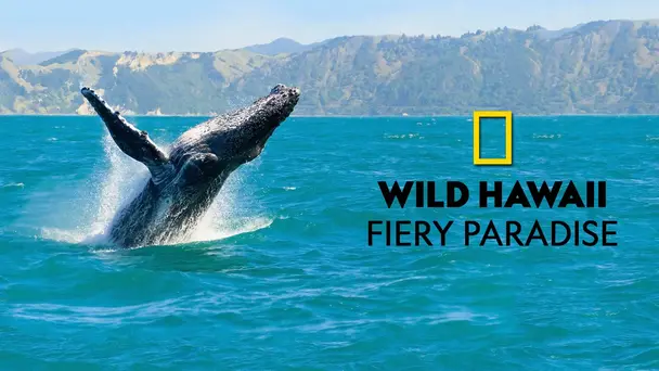 Wild Hawaii: Fiery Paradise