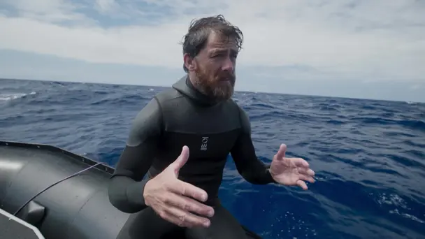 Realm of the Humpbacks