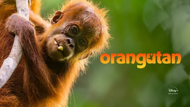 Orangutan