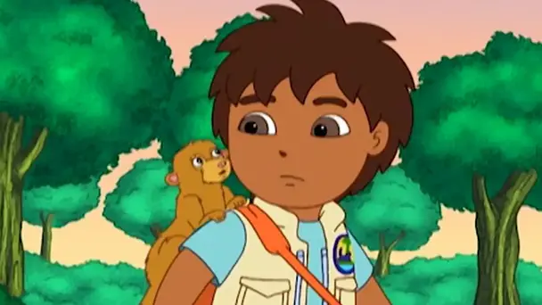 Little Kinkajou is in beehive trouble