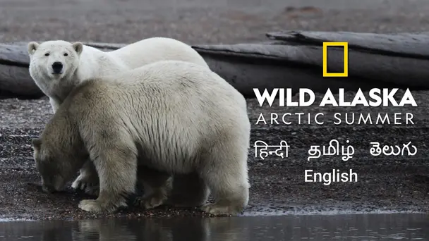 Wild Alaska: Arctic Summer