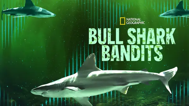 Bull Shark Bandits