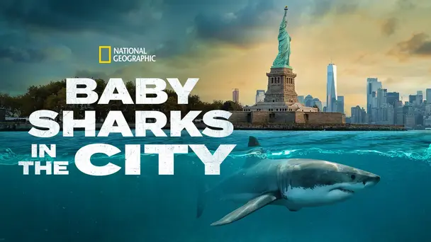 Baby Sharks in the City