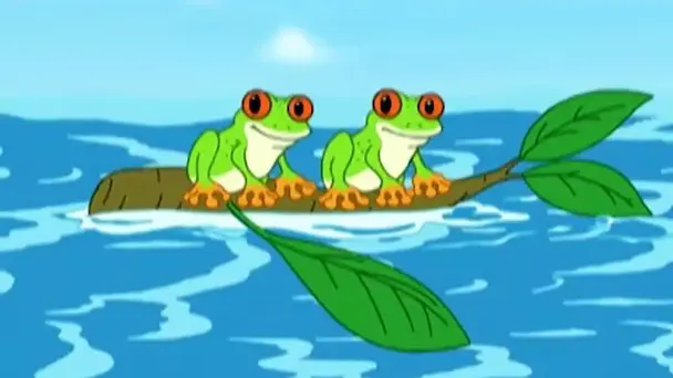 Rescue of the red-eyed tree frogs