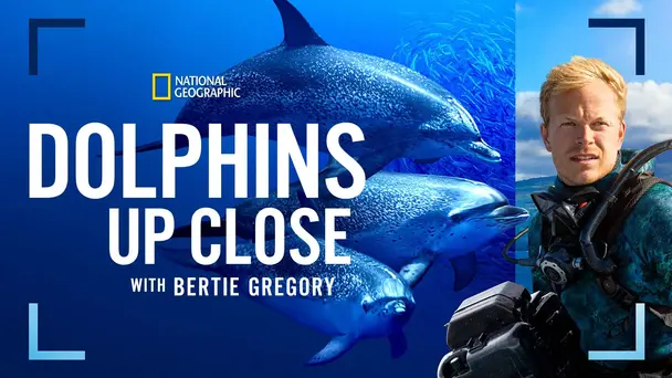 Dolphins Up Close with Bertie Gregory