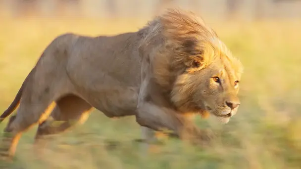 Chapter Four: To Be King