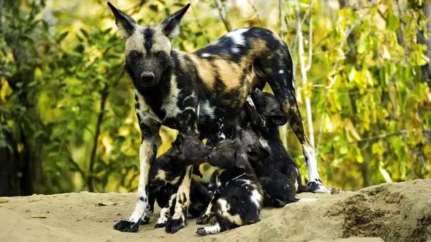 A Baby Wild Dog's Story