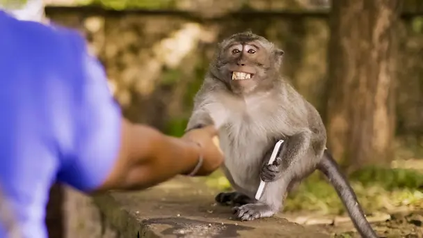 The Unusual Suspects