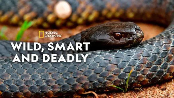 Wild, Smart and Deadly