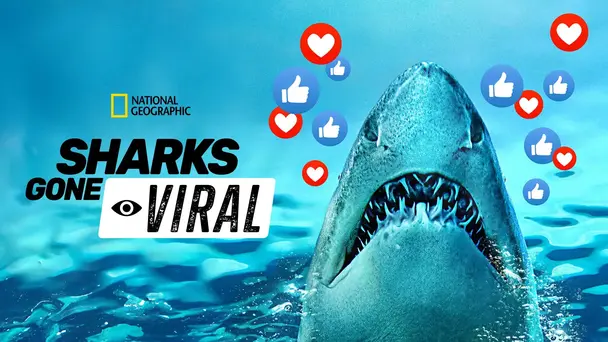 Sharks Gone Viral