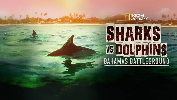 Sharks vs. Dolphins: Bahamas Battleground