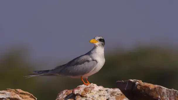 On the Chambal: Smooth-Coated Otters