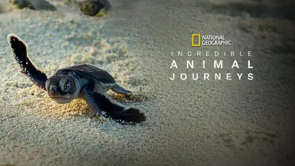 Incredible Animal Journeys