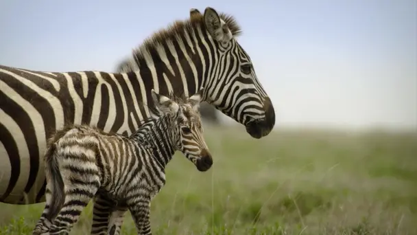 Chasing the African Rains