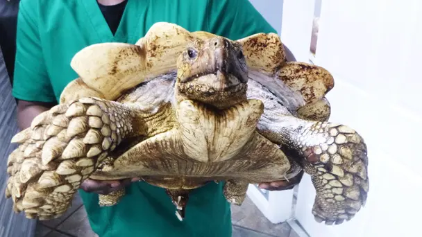Tortoise and the Hair...less Cat