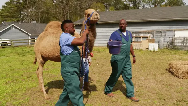 Hump Day