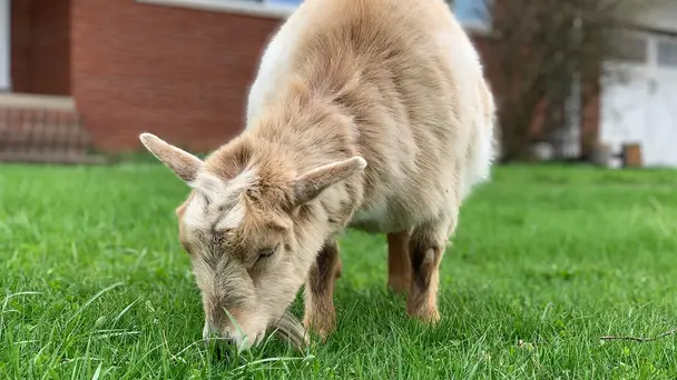 Ewe Gotta Be Kidding Me