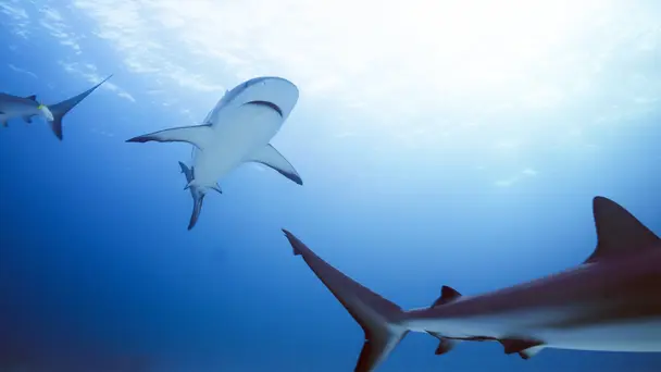 Bitten in the Bahamas