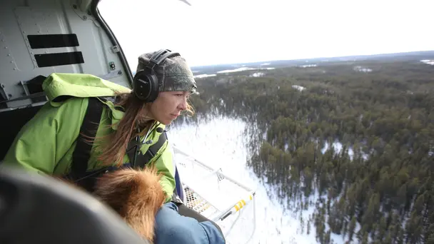 Flying Caribou