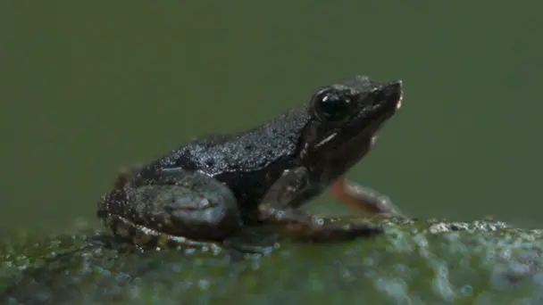 Dance of the Deccan: Dancing Frogs