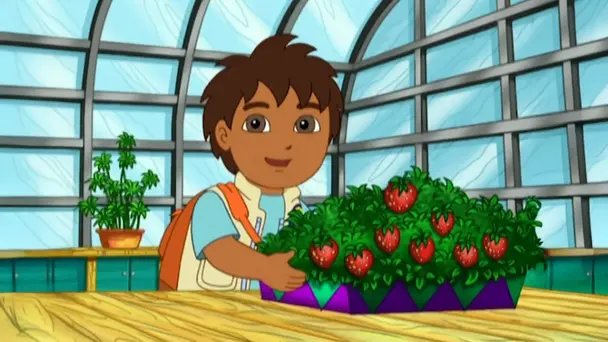 Green Iguana helps Abuelito Plant a New Strawberry Farm!