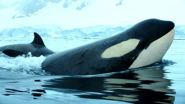 Antarctic Killer Waves