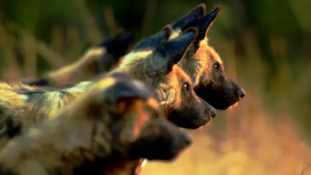 Botswana Wild Dogs