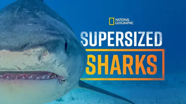 Supersized Sharks