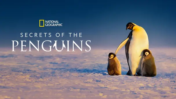 Secrets of the Penguins