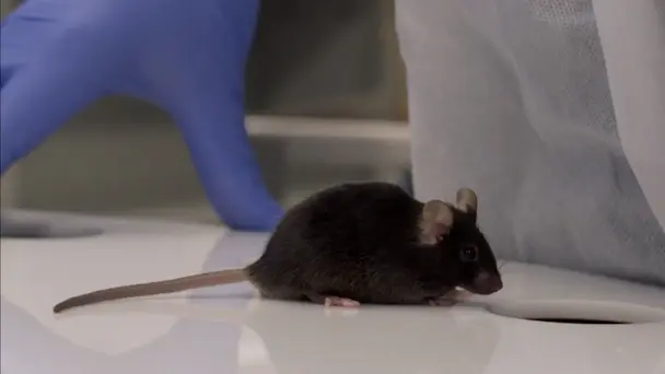 Apple Ceo Tim Cook Interview