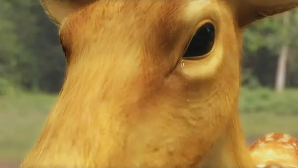 Marich Reaches Sita's Ashram