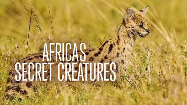Africa's Secret Creatures