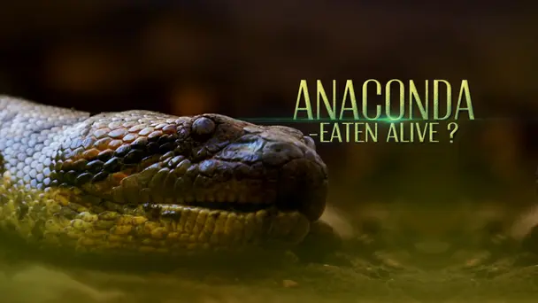 Anaconda Eaten Alive