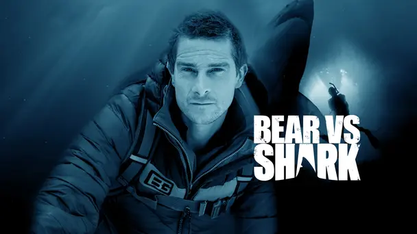 Bear vs Shark