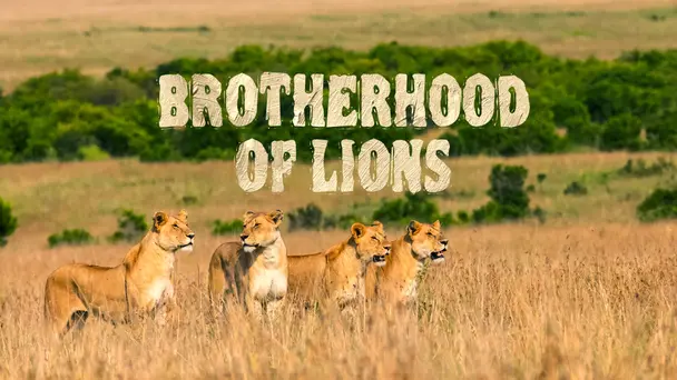 Brotherhood Of Lions