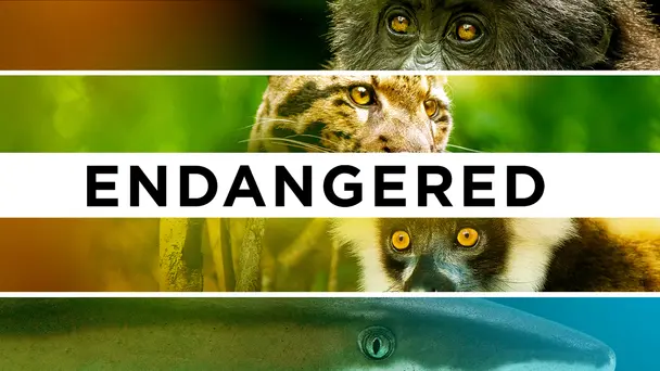 Endangered
